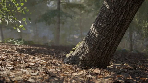 Tilted tree in a serene forest setting surrounded by fallen leaves Stock Footage 315518166