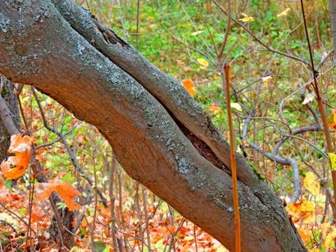 Tilted tree trunk Stock Photos