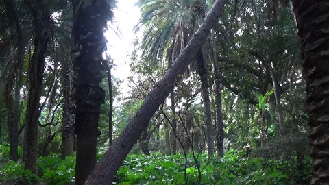 A tilted tree in the woods Stock Footage 129901143