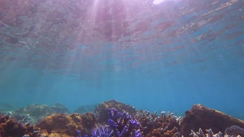 Tilted upper angle camera shot of blue lavender finger branching Staghorn coral  Stock Footage 242328622