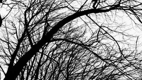 Tilted view of bare tree branches Video stock 171832435