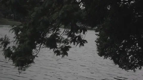 Tilted view from a lagon with a tree hanging  Vídeos de archivo 186765899