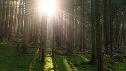 Tilted view of a shiny magic forest landscape Stock Footage 320496790