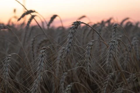 Tilted yellow spikelets of wheat on a thin stalk against the setting sun in t Stock Photos