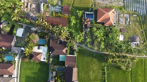 Tilting up above Ubud rice fields Stock Footage 257202449