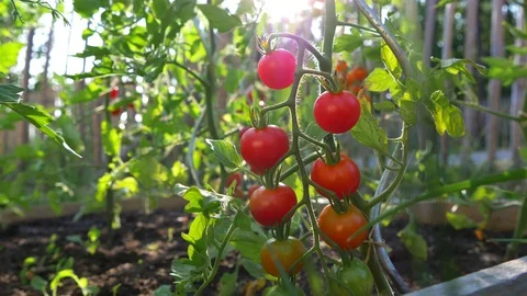 Tilting around fresh cherry tomatoes on the vine, in a organic plantation. Stock Footage 112720503