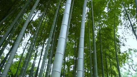 Tilting Up Bamboo Forest Stock Footage 104406937