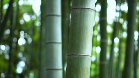 Tilting Up Bamboo Stem in Forest Stock Footage 104407106