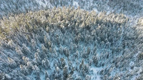Tilting cam down above pine trees high in the mountains in Siberia. Stockbeeldmateriaal 148723025