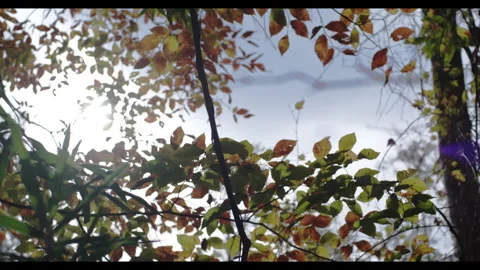 Tilting Up Clip of Foliage in Early Fall Stock Footage 321322707