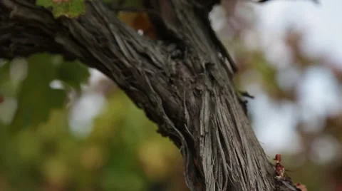 Tilting close up shot of vines growing on the farm. Stock Footage 61986360