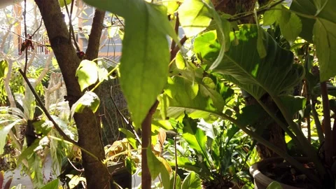 Tilting close up tropical tree. Video stock 147176296