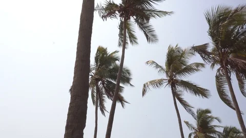 Tilting Coconut Tree to the Road 4K Video stock 108504957