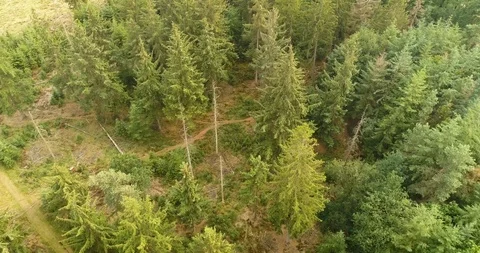 Tilting Down Camera Shot of a Dense Forest, Friesland, The Netherlands –4K Drone Stock Footage 120039407