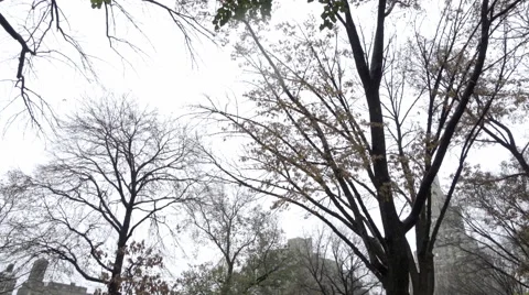 Tilting down from cold bare fall trees to wet ground covered in changing leaves Stock-Footage 58406160