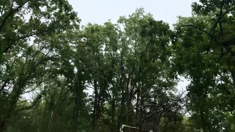 Tilting down from forest canopy to reveal a twisted fallen tree in the woods Stockbeeldmateriaal 310510029