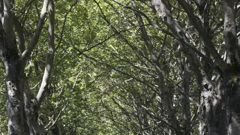 Tilting down from overhead branches to a sidewalk in the summer. Stock Footage 70339759