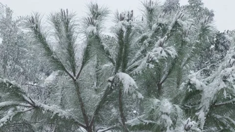 Tilting down from the sky to middle of snow covered pine tree in winter Stock Footage 150115134