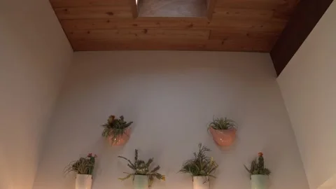 Tilting Down From Skylight To Wall Mounted Cacti Video stock 156217892