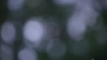 Tilting down on Small Orange Tree 스톡 동영상 85676636