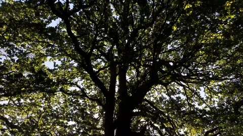 Tilting Down Through Large Tree Canopy In Summer Nature Woodland Vidéo 341669157