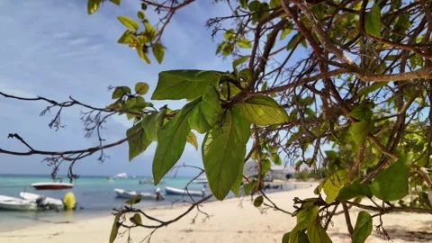 Tilting Down Through Tropical Tree Branches Toward Caribbean Sea Stock Footage 346739195