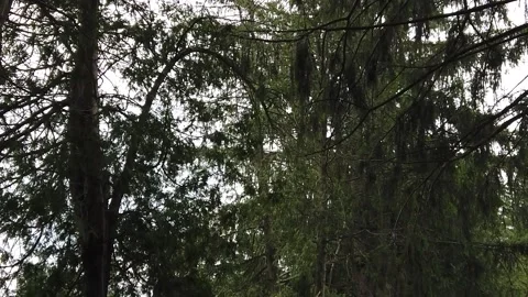 Tilting Down from Trees to Cemetery Path 库存影片 139899717