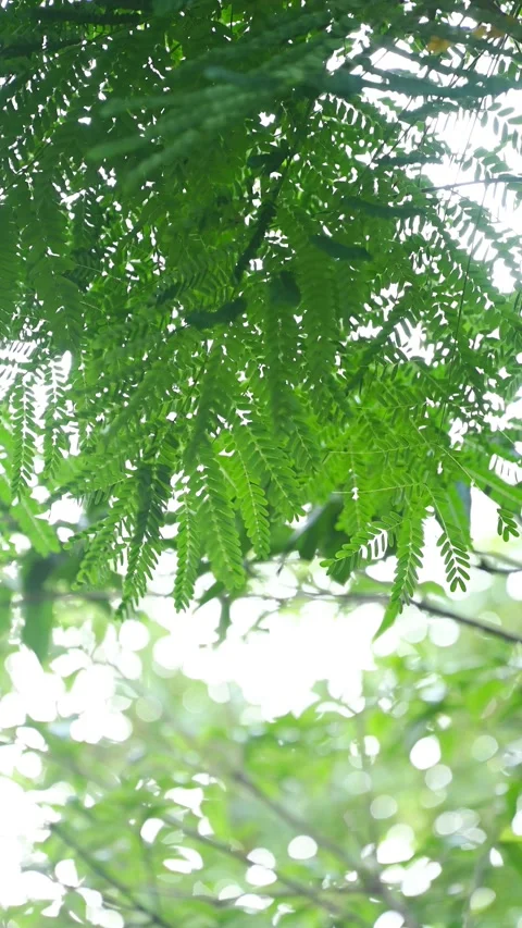 Tilting down view of green plants in a sunny afternoon at vertical compositio Stock Footage 196142810