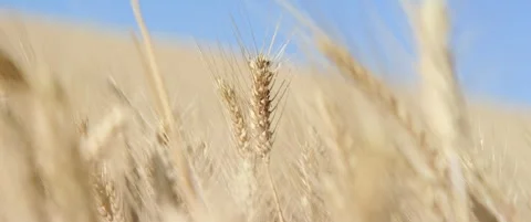 Tilting on ears of wheat anamorphic 5.7K video Stock Footage 315057710