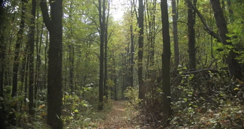 Tilting on forest trail by fall 4K footage Stock Footage 320667177