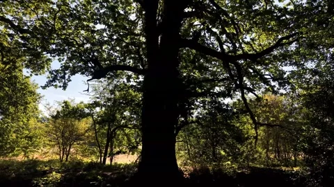 Tilting Up Large Riverside Tree From Water To Canopy In Summer Nature Vidéo 341669156