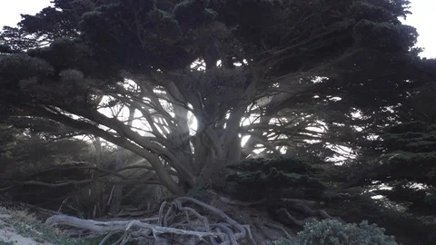 Tilting Medium Shot of Sunbeams Through a Tree Near the Beach Stock Footage 101015833