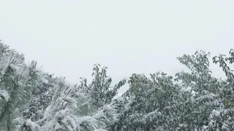 Tilting up from middle of snow covered pine tree to the sky in winter Video stock 150115122