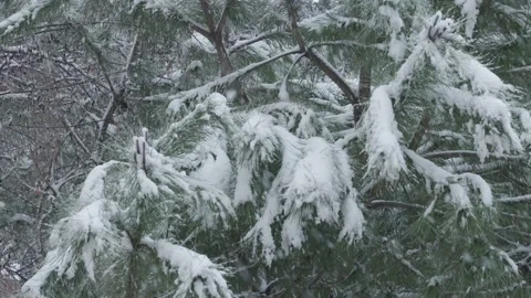 Tilting up from the middle to top of the snow covered pine tree in winter Video stock 150114767