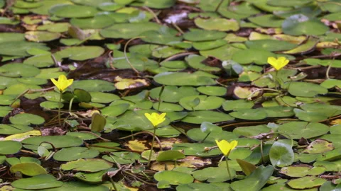 Tilting up over floating green lily pads and blooming yellow aquatic flowers 動画素材 331539422
