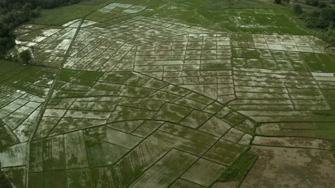 Tilting over local rice fields by drone Stock Footage 103543316