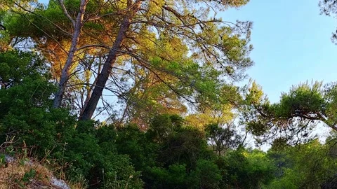 Tilting up a pine tree at sunset, golden light. Stock Footage 315762336