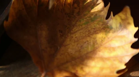 Tilting shot of a close up leave Stock-Footage 55780108
