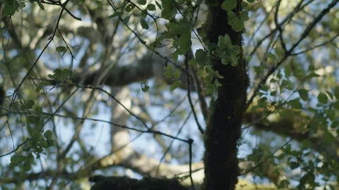 Tilting Shot of Green Trees 스톡 동영상 85823058