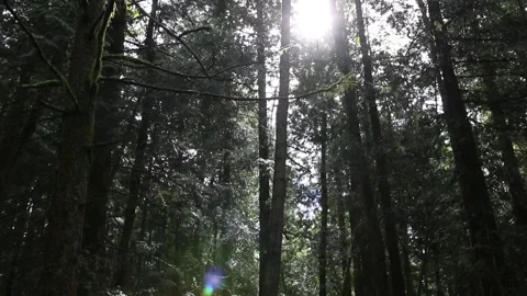Tilting shot of a moss covered forest in Vancouver, Canada. Vídeo Stock 155661910