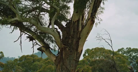 Tilting shot of old tree Stock Footage 51827256