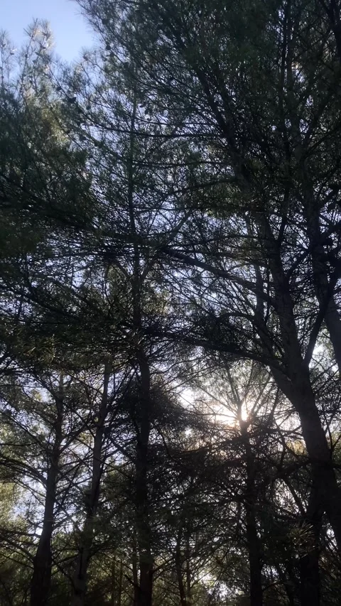 Tilting from Sky with Tree Branches to Forest in Slow Motion (Vertical) Stockbeeldmateriaal 252068823