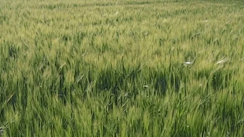 Tilting through green field of young barley waves moved by summer wind. Stock Footage 77974677