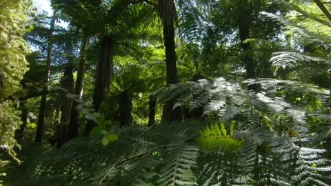Tilting through a lush green rain forest crossing multiple farn leaves. Video stock 182867271