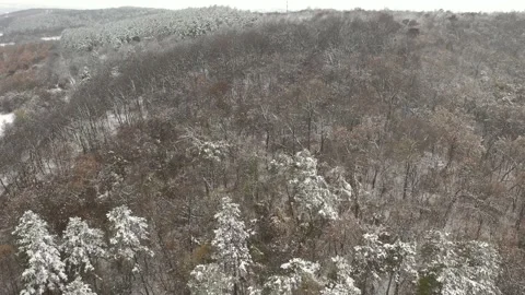 Tilting on trees in snowed woods 4K drone video Stock Footage 101022005