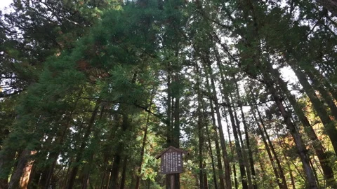 Tilting upward view of tall cedar trees in a forest with sun rays shining Video stock 329616965