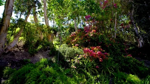 Tilting Upwards, Backyard,  Sun rays, Park, Garden Stock Footage 92349890