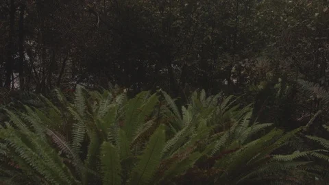 Tilting up View of a Moss Covered Trees from the Milford Track, New Zealand Stock Footage 91952546