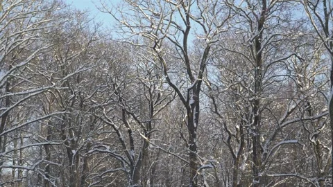 Tilting View of Snow-Covered Maple Trees Under Blue Sky Stock Footage 326461695