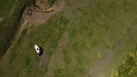 Tilting view from top down cow to beach in playa de Gerra, Cantabria, Spain 4K Stock Footage 155593948